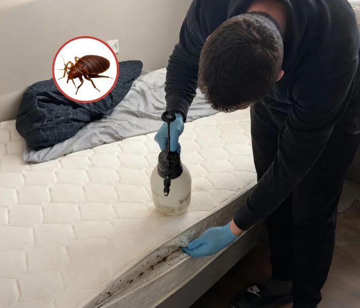 Technicien traitant un matelas contre les punaises de lit à Magnanville